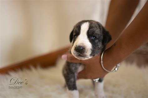 boz dog|boz puppies for sale.